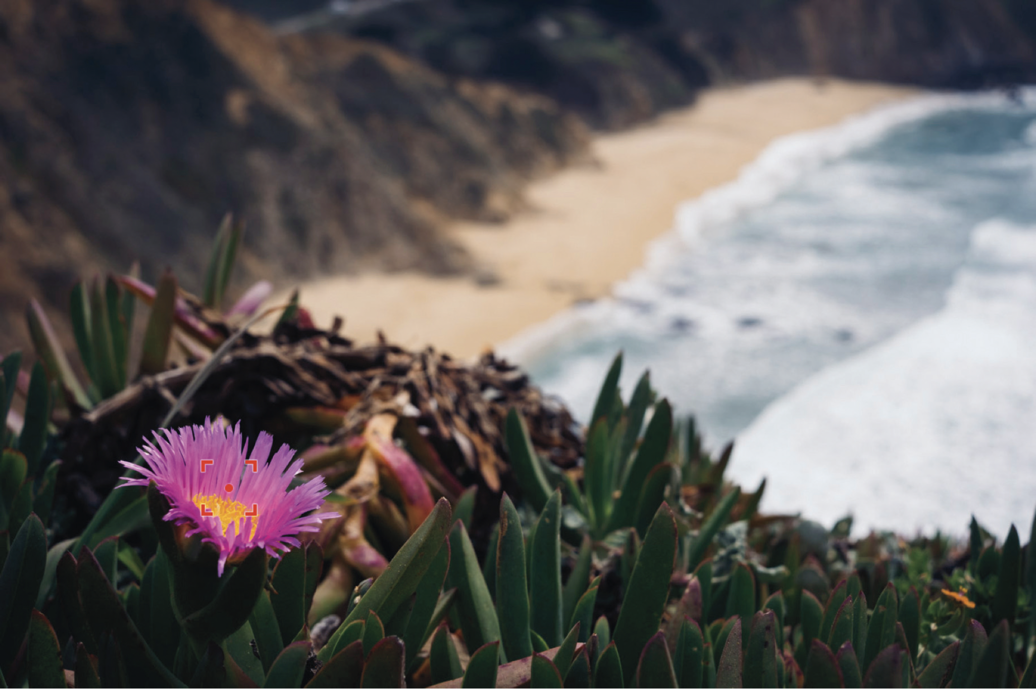 Auto Focus with your Fuji X-T5